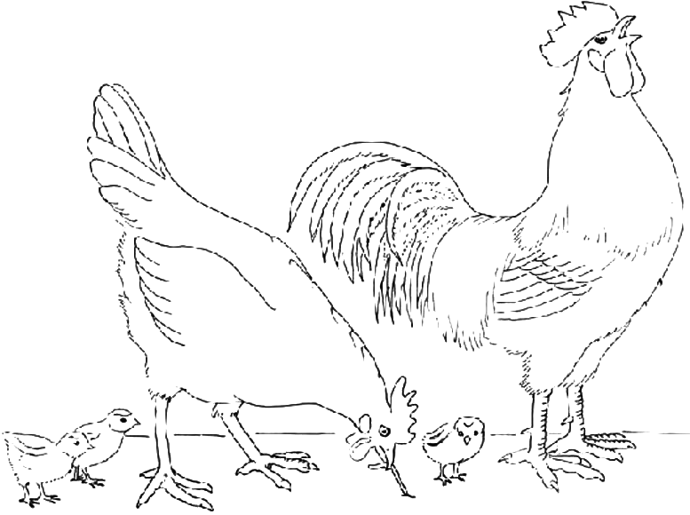 rooster and hen with her chicks