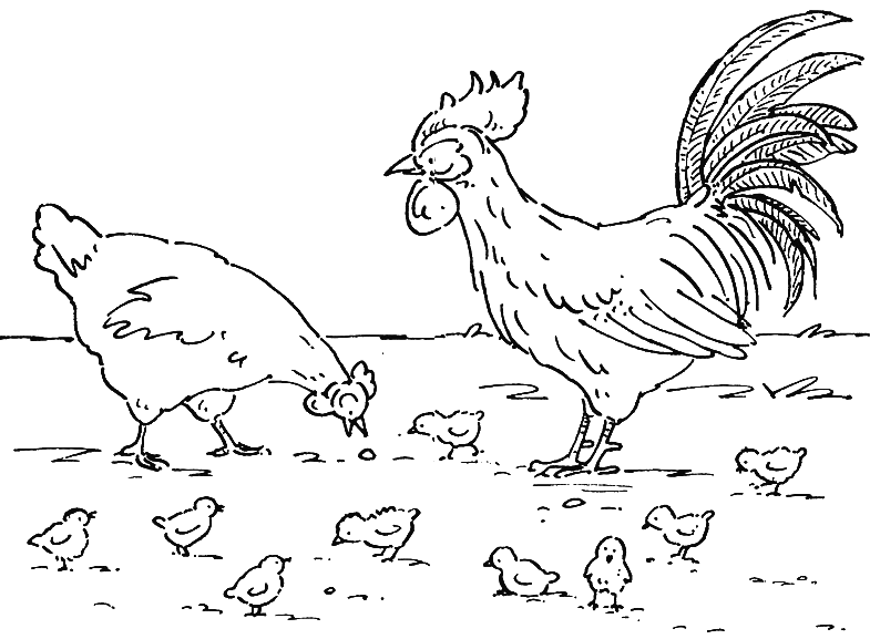 rooster and hen