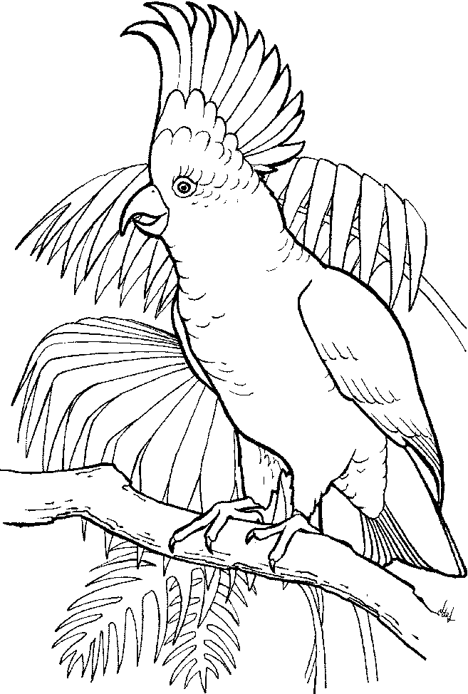 Sulfur crested cockatoo