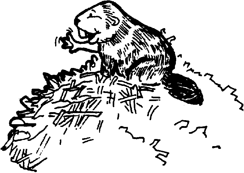 a beaver builds a dam