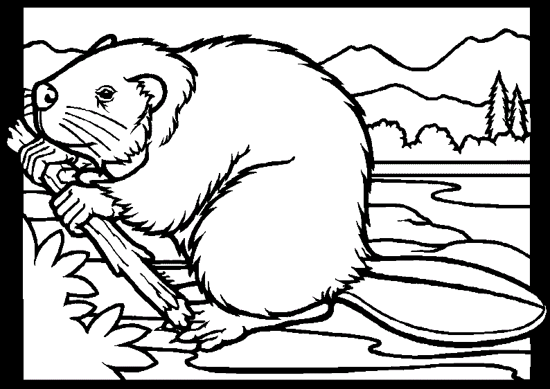 a beaver carrying a piece of wood