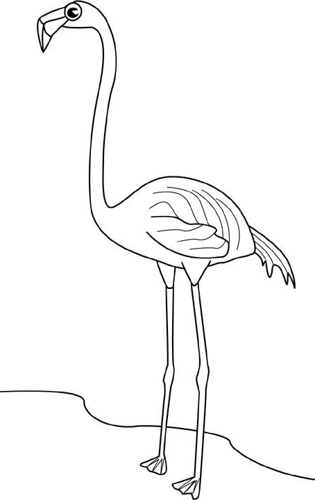 flamingo