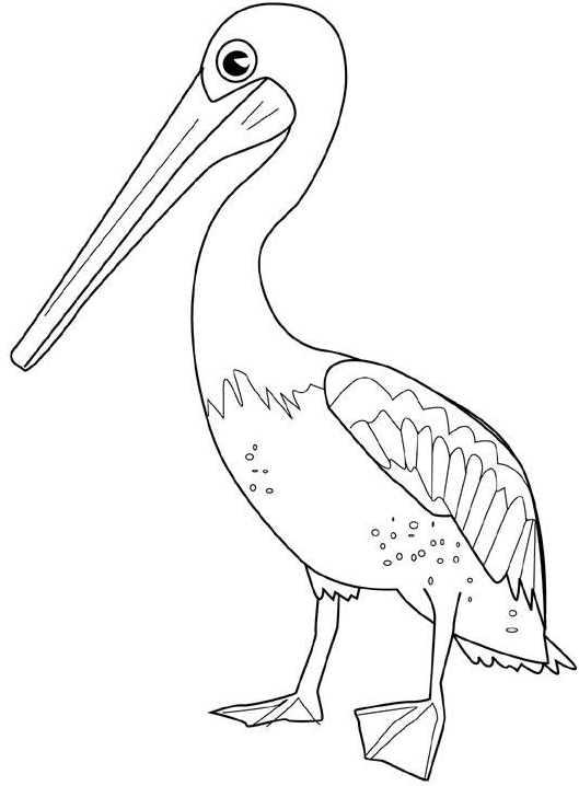 pelican