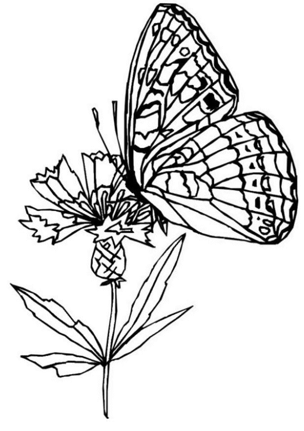 Coloring butterfly on a flower picture