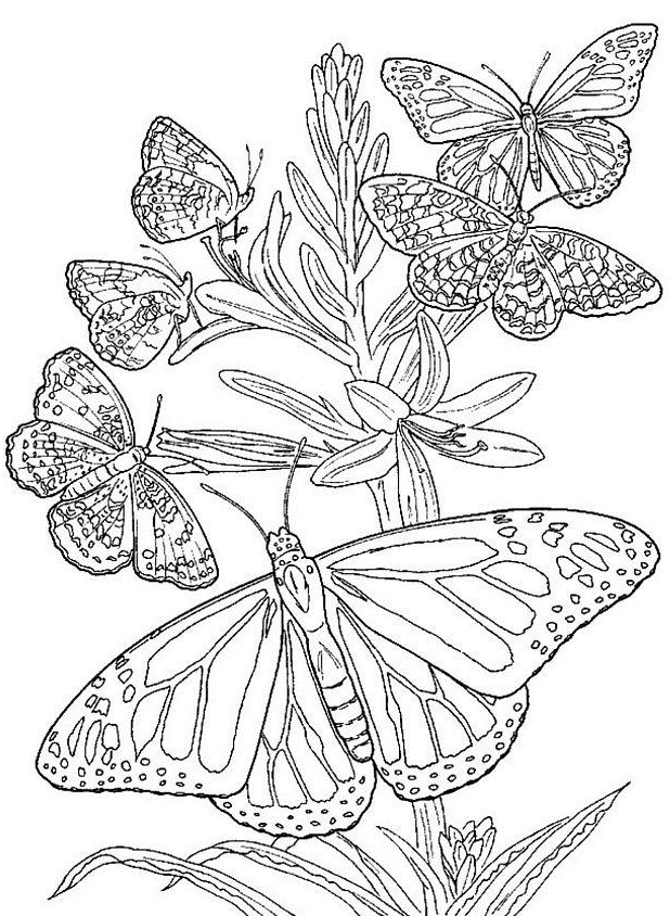 many butterflies