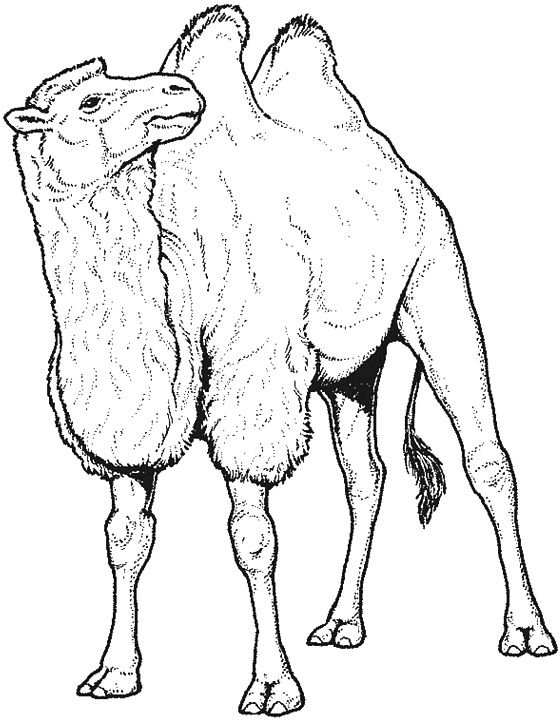 camel with hairs