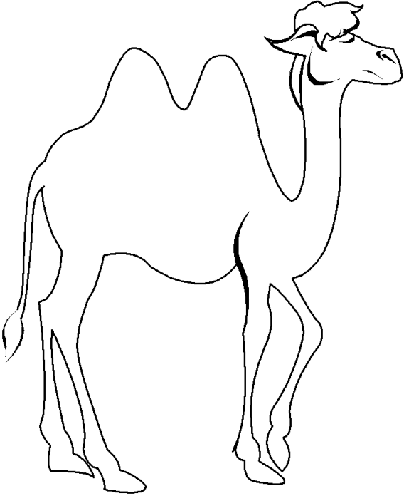 picture of camel