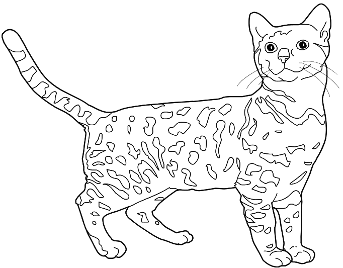 Bengal cat