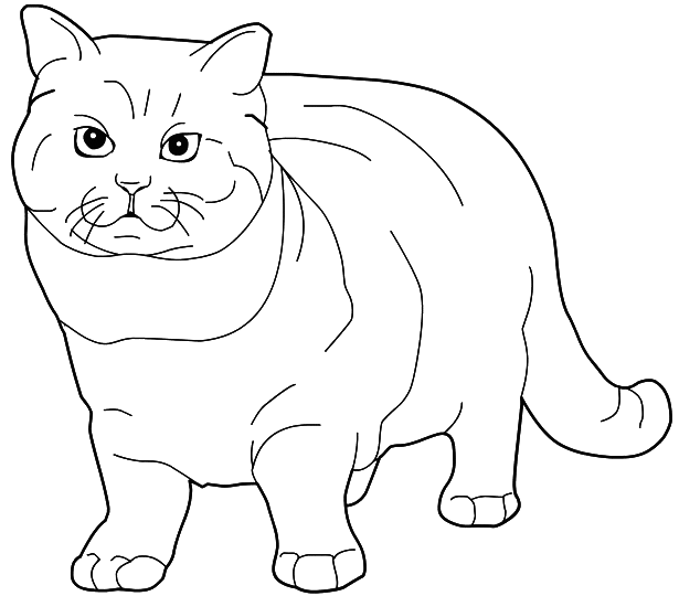 British Shorthair cat