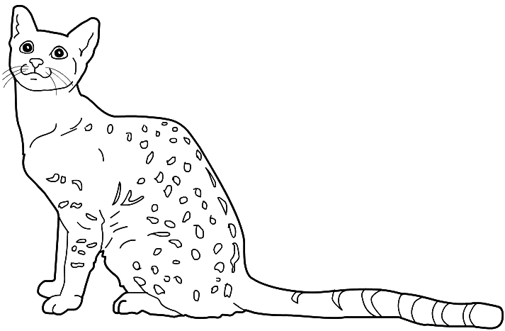 Egyptian Mau cat