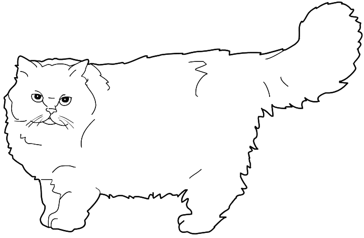 Persian cat