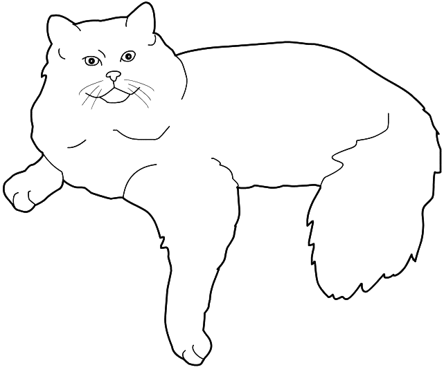 Coloring Ragdoll cat picture