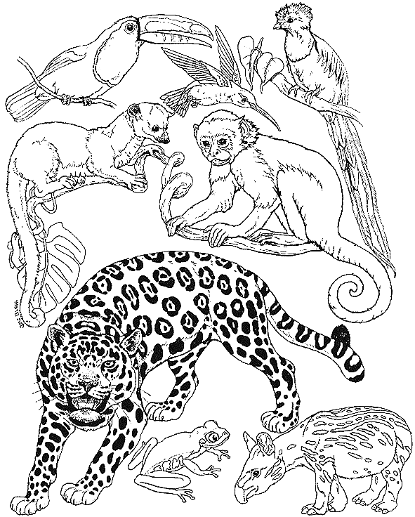 a cheetah among other jungle animals