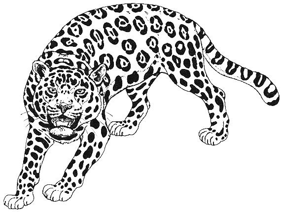 cheetah ready to attack