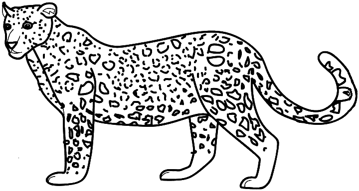 cheetah