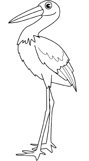 stork with its nozzle, its feathers and its legs