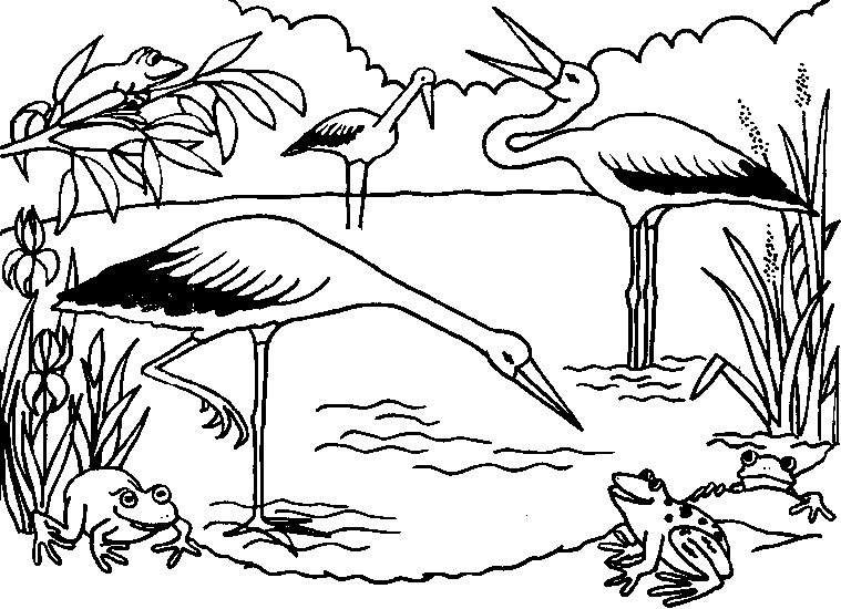 the storks are hunting frogs in a pond