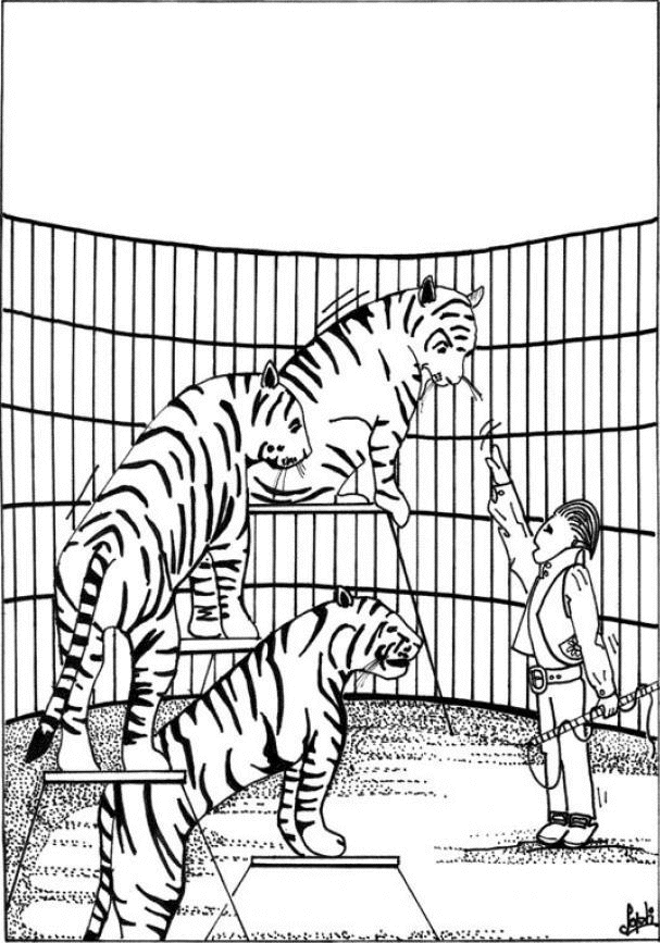 tiger trainer