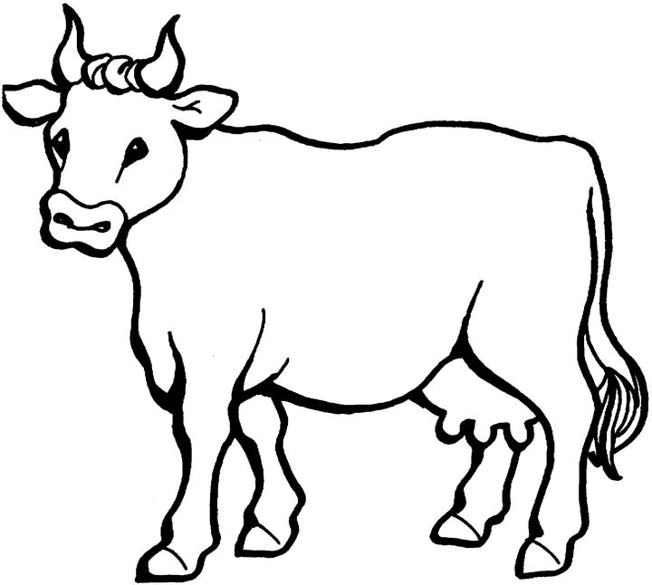 cow 2