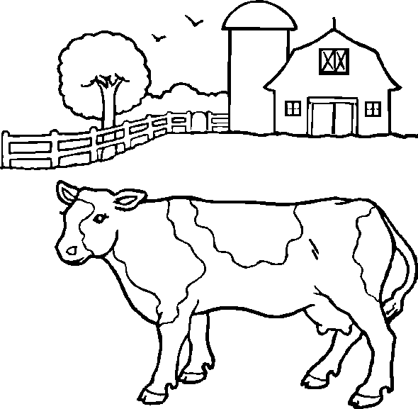 cow in a farm