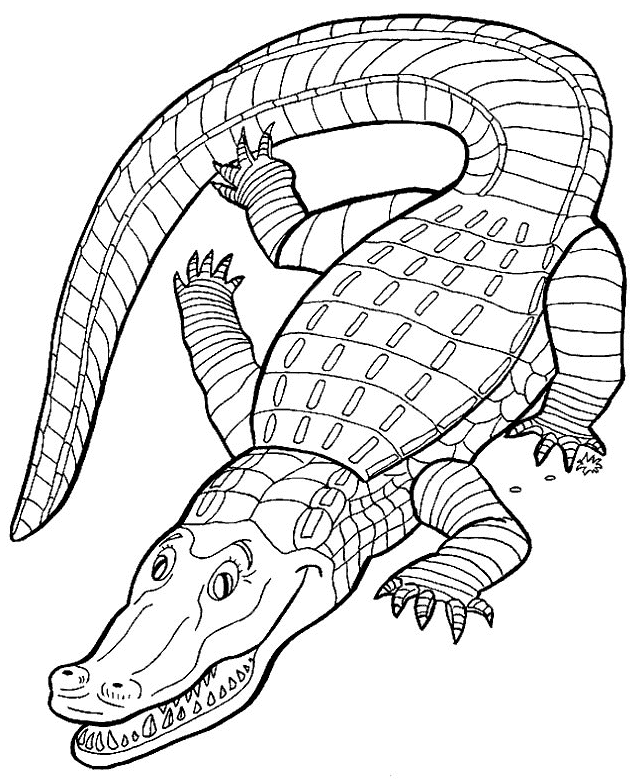 crocodile