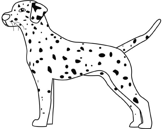 dalmatian