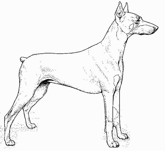 doberman