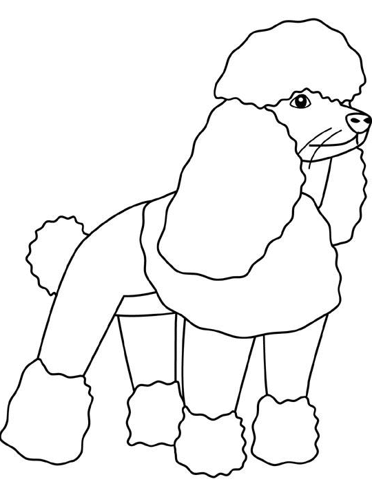 poodle