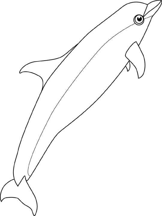 bottlenose dolphin