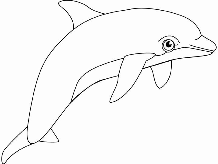 dolphin