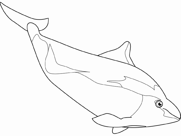 porpoise