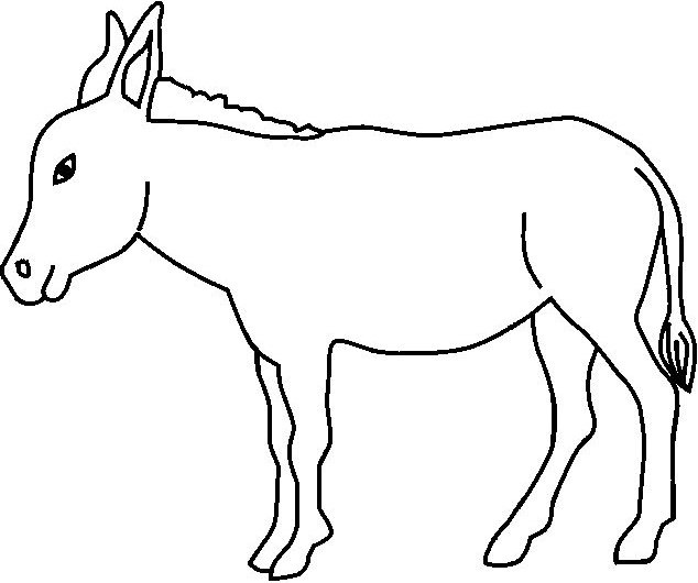picture of Equus africanus asinus