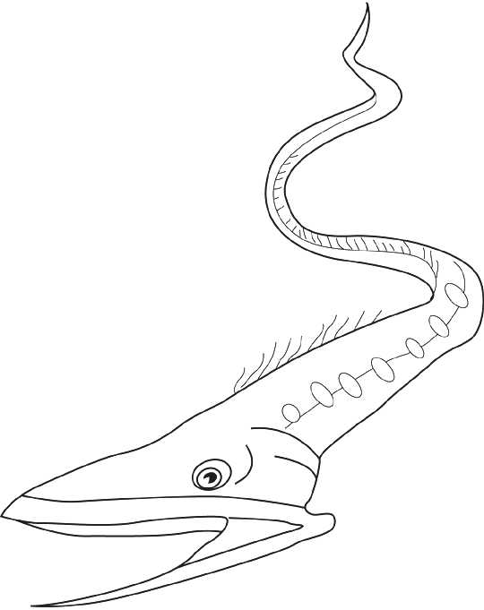 eel of gulper