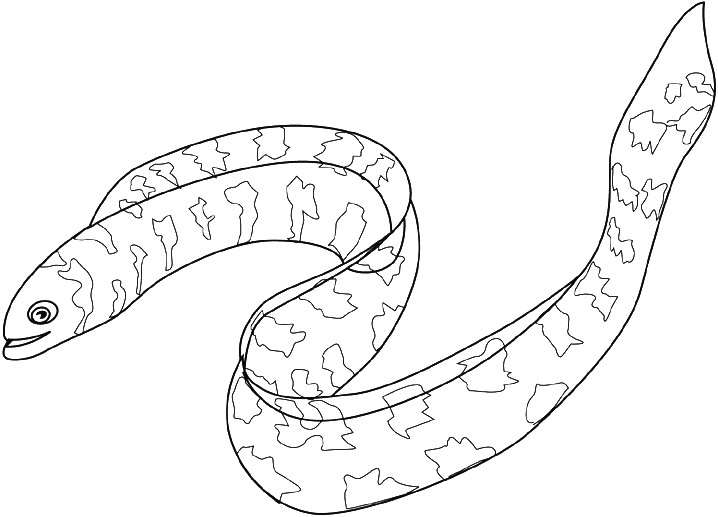 eel