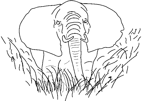Elephant in savanna