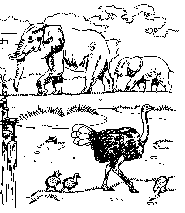elephants and ostriches