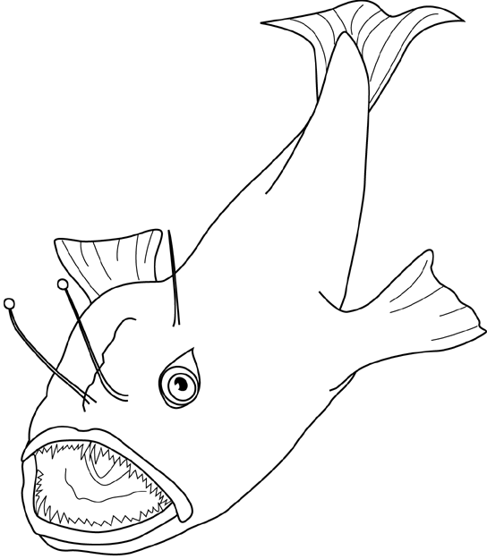 anglerfish