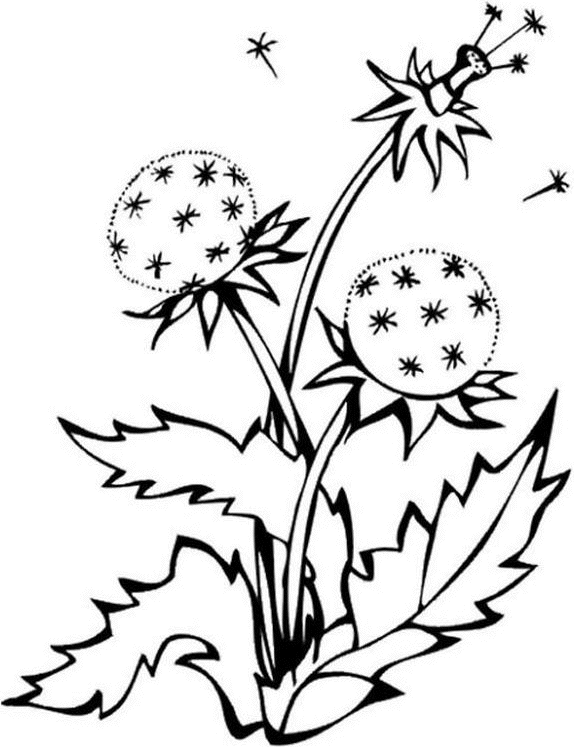 dandelion