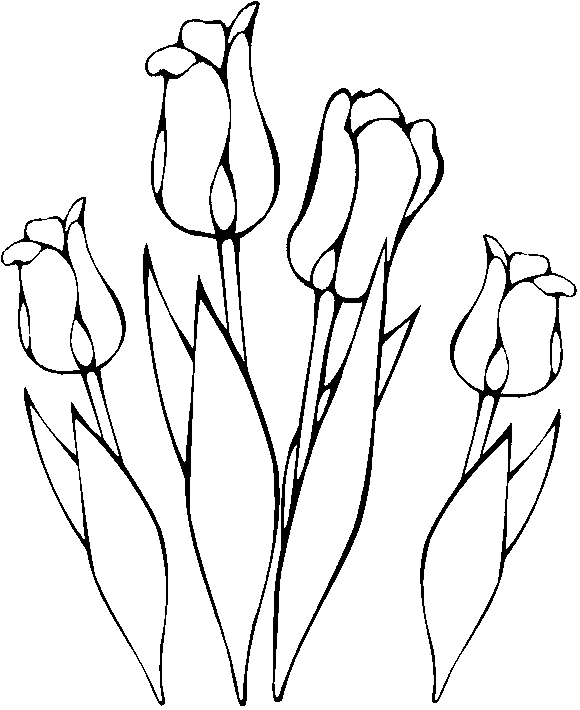 four tulips