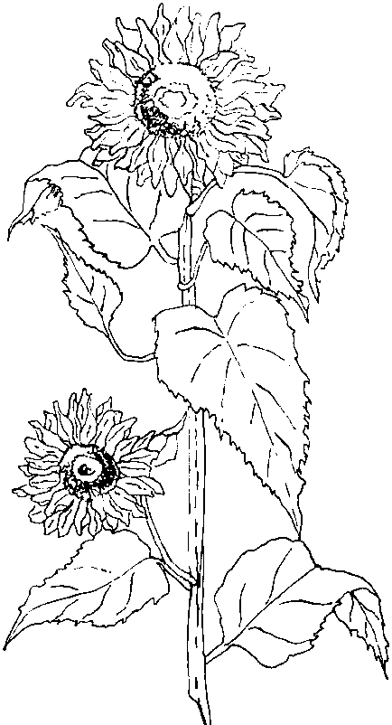 sunflower