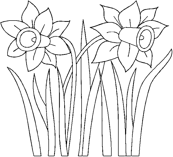 wild daffodil narcissus pseudonarcissus