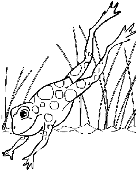 a frog which jumps in a lake