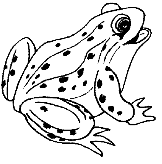 a frog with spots on its skin