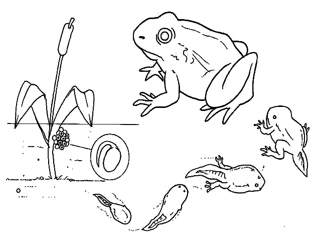 evolution of the tadpole to frog