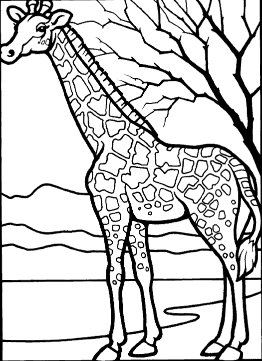 giraffe and tree