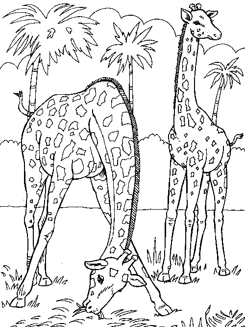 two giraffes