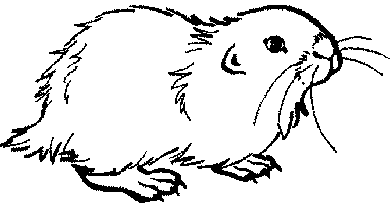 drawing of pretty a hamster