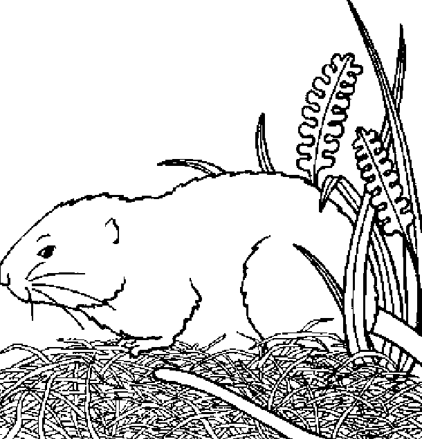 hamster in a garden
