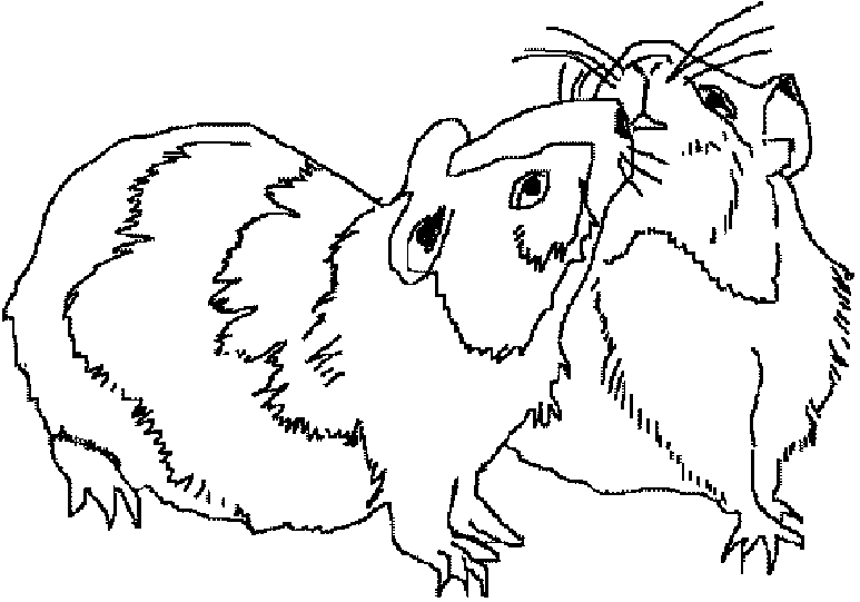 two guinea pigs