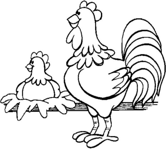 A rooster and a hen